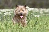 CAIRN TERRIER 218